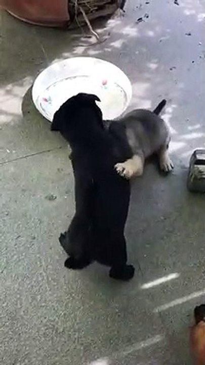 puppy champion smack down