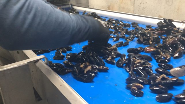 Léniphen, Guérande. Les Vignes marines