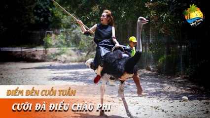 [ĐIỂM ĐẾN CUỐI TUẦN] -  "Lần đầu làm chuyện ấy" cưỡi đà điểu Châu Phi | NHA TRANG TRAVEL
