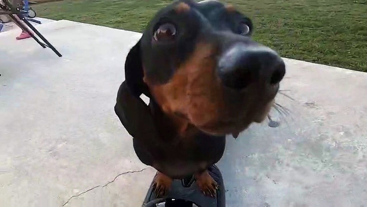 Dachshund Takes a Spin on a Hoverboard