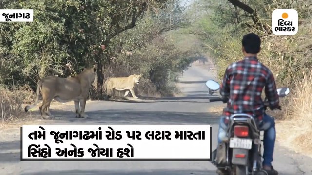 જૂનાગઢમાં રસ્તા પર મગર જોવા મળ્યો, રાહદારીએ ઉતાર્યો વીડિયો