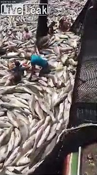 Regardez l'énorme pêche de ce chalutier.. Des milliers de poissons en 1 pêche !