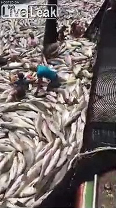 Regardez l'énorme pêche de ce chalutier.. Des milliers de poissons en 1 pêche !