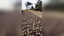 Spectacular moment thousands of ducks rush to fields for food in China