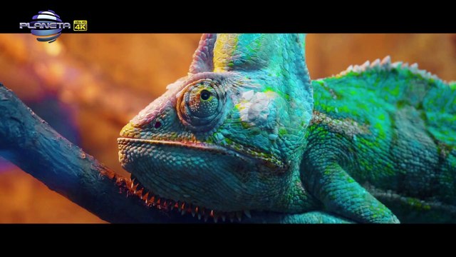 ANELIA & DJ JIVKO MIX - SHAMPION Анелия и DJ Живко Микс - Шампион, 2019