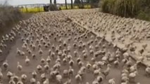 Chinese woman plays “mummy duck” to lead 6,000 ducklings on daily walks