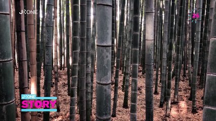 J-One Story – Bambouseraie d'Arashiyama au Japon avec Marie