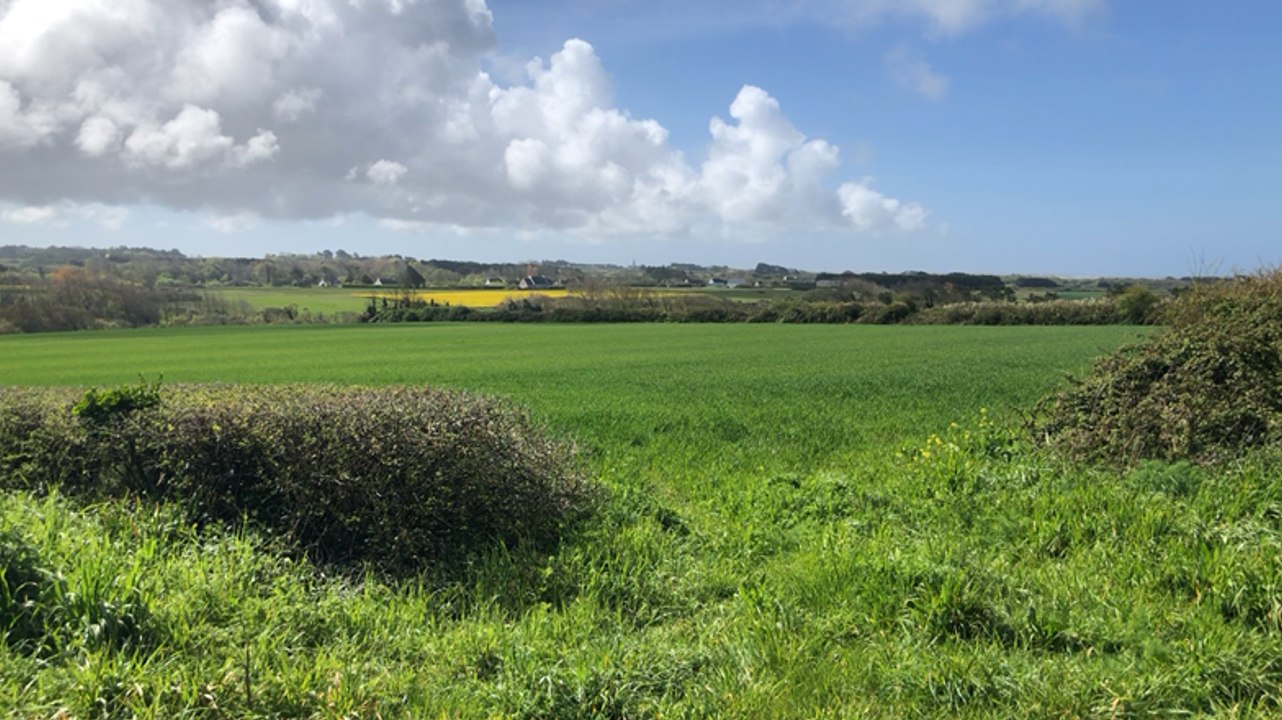 L’agriculture sur sol vivant, dans une ferme du Finistère