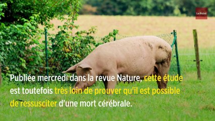 Science : des cerveaux de porcs continuent de fonctionner après leur mort