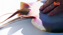 Pris En Photo: Les Pêcheurs Aide Stingray Donner Naissance | {Extreme}