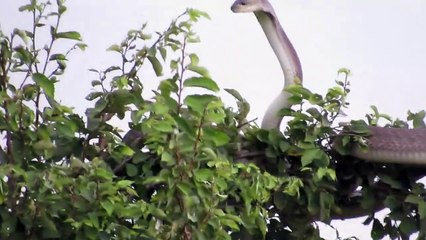 Descargar video: Ce serpent Black Mamba s'est réfugié dans un arbre pour échapper à une mangouste