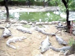 Un crocodile tente d'en manger un autre...