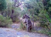 Erzincan'da Yaban Hayat Fotokapanlarla Görüntülendi