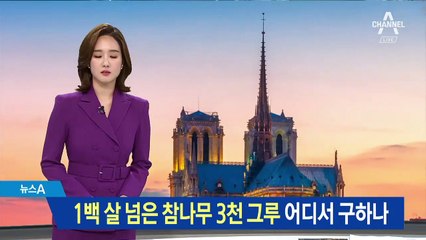 100년 넘은 참나무 3천 그루 필요한데…‘노트르담’ 복원 어쩌나