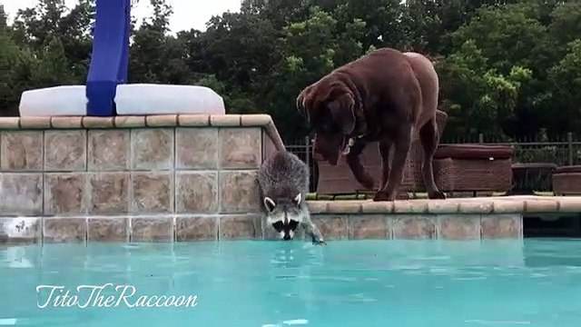 Quand un raton laveur essaie de rouler un chien. A mourir de rire !