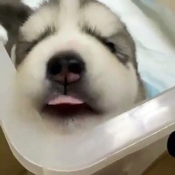 Les couinements de ce chiot vont vous donner le sourire aux lèvres. Trop mignon !