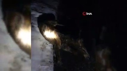 Yeni doğan tayı ölüme terk eden vicdansızlara arıza bakım personellerinden insanlık dersi