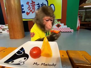 Ce singe mange comme un humain. Épatant !