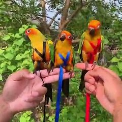 Ces conures soleil sont splendides. Admirez !