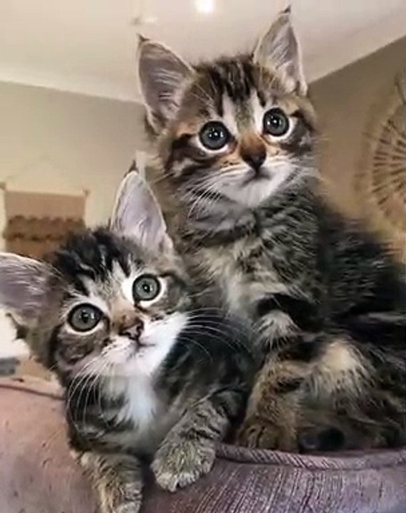 Ces superbes chatons sont identiques. Admirez !