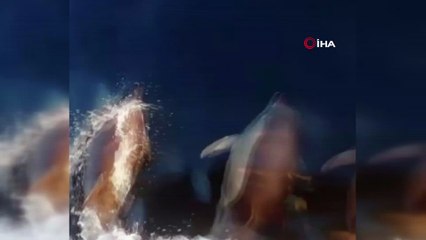 Yunusların balıkçı teknesi ile yarışı