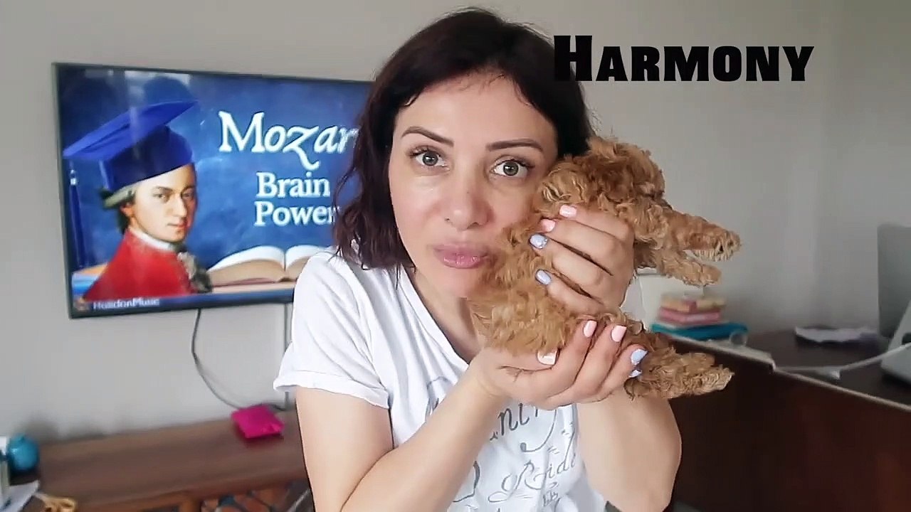 YENİ KÖPEĞİMİZ İÇİN ALTIN SLİME CHALLENGE! GÜMÜŞ VE ALTIN FOLYO SLİME NASIL YAPILIR? Bidünya Oyuncak