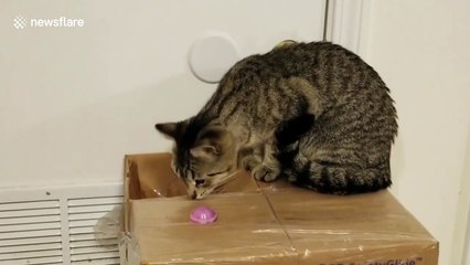 Curiosity spooked the cat! Kitten gets jump-scare when toy pops in her face