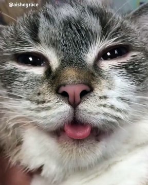 Voici pourquoi il ne faut jamais donner sa langue au chat. Regardez !