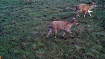 Elazığ'da dağ keçileri fotokapanla görüntülendi