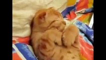 Cats wake up reactions - Funny Cats Compilation