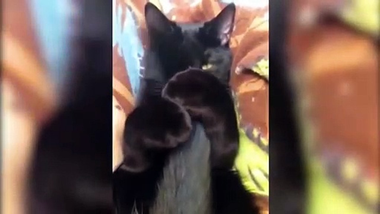 Weird funny cats compilation