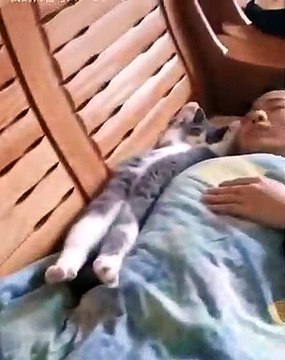 Quand un chat croit que son maître est mort par sa faute. A mourir de rire !