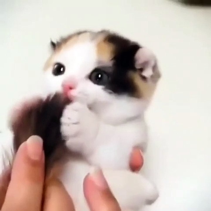 Ce chaton adore lécher sa queue. Trop chou !