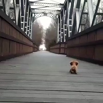 Les aboiements de ce chiot sont trop chou. Adorable !