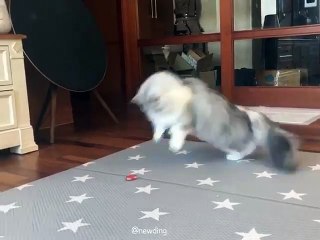 Ce magnifique chat n'arrive pas à attraper une fausse coccinelle. Trop drôle !