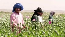 Los campos de amapolas florecen en Afganistán
