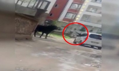 Vahşet: Kaçan boğayı tüfekle başından vurdu!