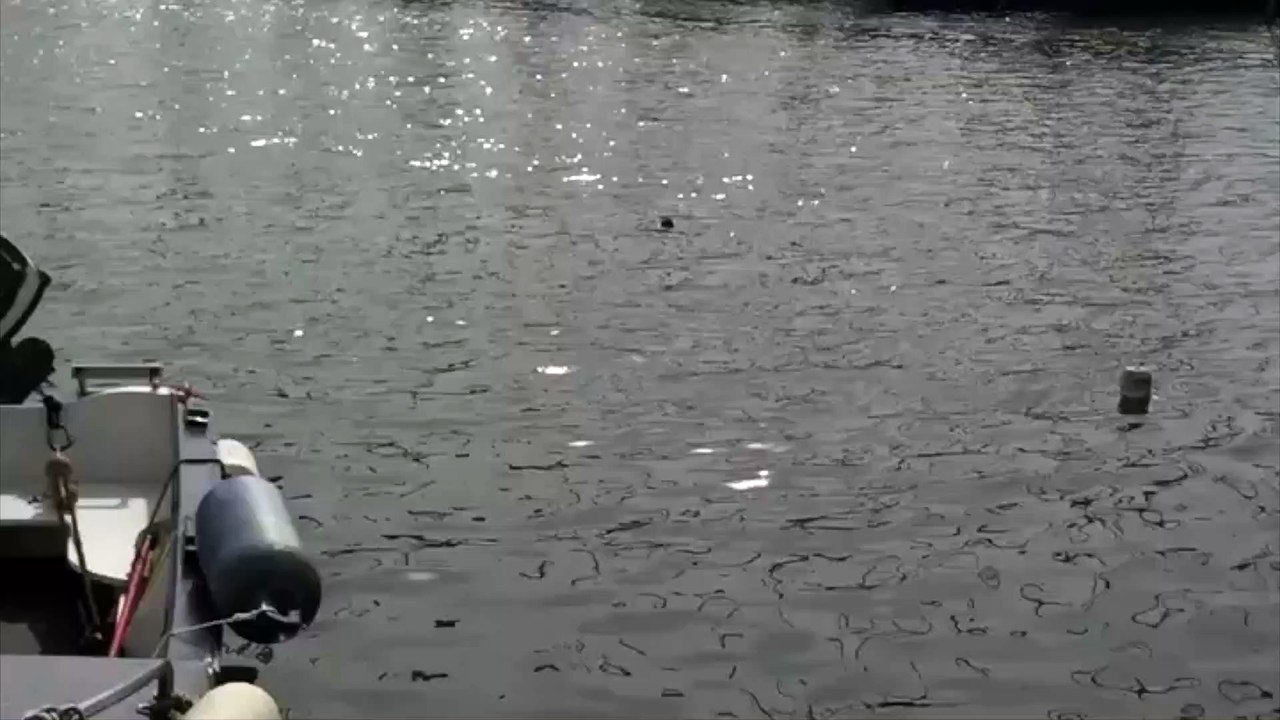 Marseille : un requin repéré dans le port de l'Estaque