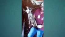 Animal que apareceu em obra foi sedado e capturado