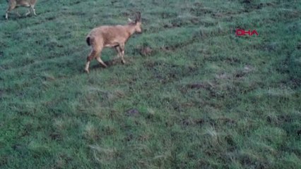 Elazığ'da Fotokapanla Dağ Keçisi Sürüsü Görüntülendi