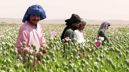 بعد الجفاف الخشخاش يزهر من جديد في أفغانستان