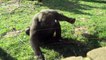 Gorilla dodges electric fence, starts banging on glass window
