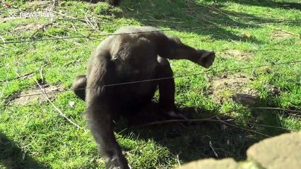 Gorilla dodges electric fence, starts banging on glass window