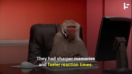 Why Are We Giving Human Brains to Monkeys?