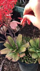 Hummingbird Feeds Out of Man's Hand