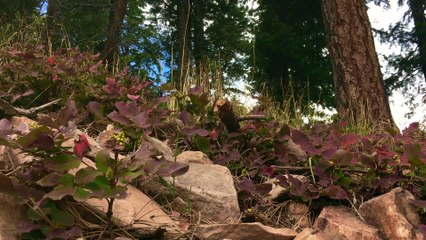 Dream Bubble One Minute Nature Bath 53