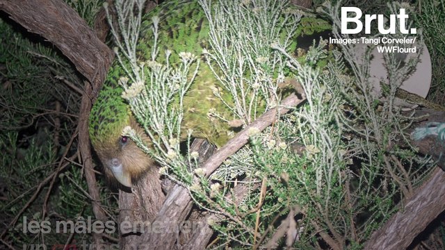 Une lueur d'espoir pour l'avenir du kakapo