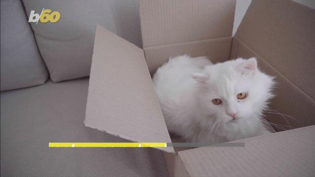 Leave the Catwalk to the Models! Why You Should Keep Your Cat Inside