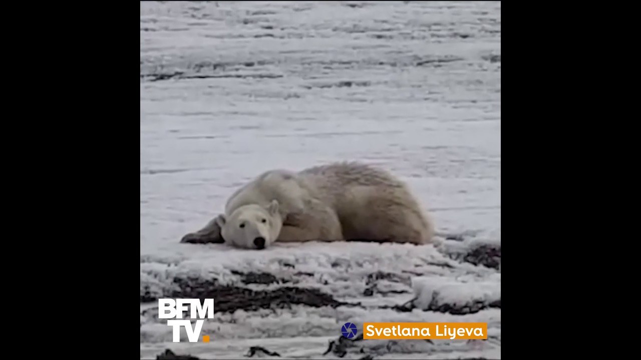 Pourquoi cet ours polaire s’est retrouvé à 700 km de son habitat ?