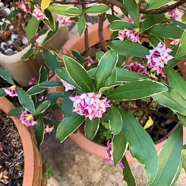 14 Avenue : Jardin Printemps 2019